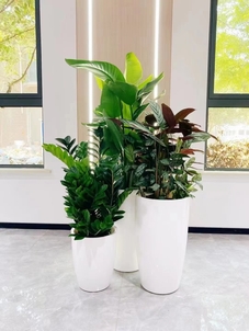 鄞州花木租摆公司，用花卉点亮您的生活与办公空间！